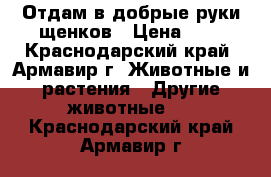 Отдам в добрые руки щенков › Цена ­ 1 - Краснодарский край, Армавир г. Животные и растения » Другие животные   . Краснодарский край,Армавир г.